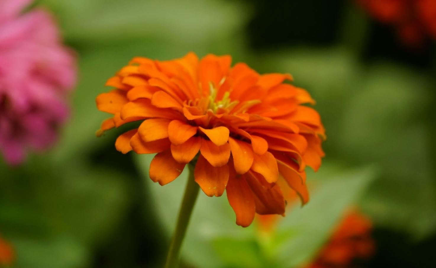 Özel tasarım çiçek buketi düzenlemesi